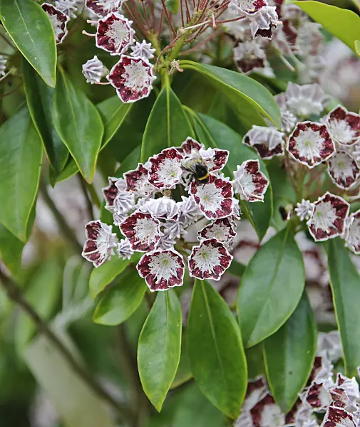 502228 - Mountain laurel (Kalmia latifolia 'Bandeau')