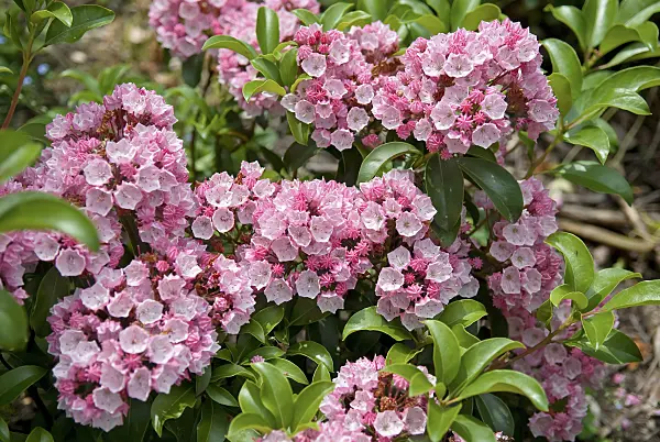 502229 - Mountain laurel (Kalmia latifolia 'Carol')