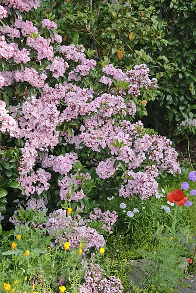 502230 - Mountain laurel (Kalmia latifolia 'Cheerful')