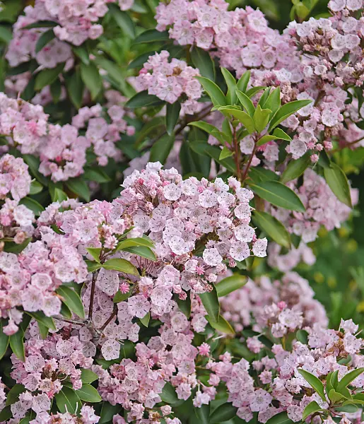 502231 - Mountain laurel (Kalmia latifolia 'Cheerful')