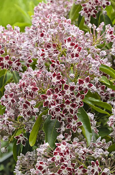 497011 - Mountain laurel (Kalmia latifolia 'Comet')