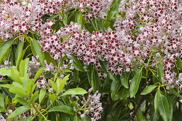 497012 - Mountain laurel (Kalmia latifolia 'Comet')