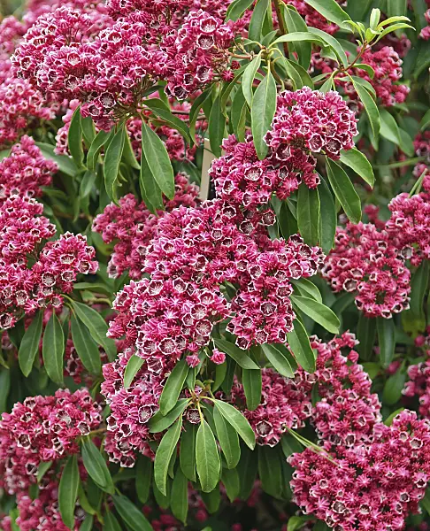 502232 - Mountain laurel (Kalmia latifolia 'Kaleidoscope')