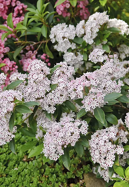 502233 - Mountain laurel (Kalmia latifolia 'Marienkäfer')