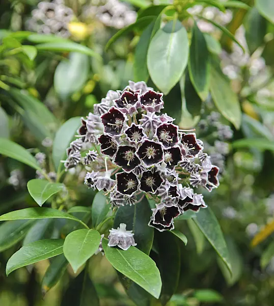 502234 - Mountain laurel (Kalmia latifolia 'Mitternacht')