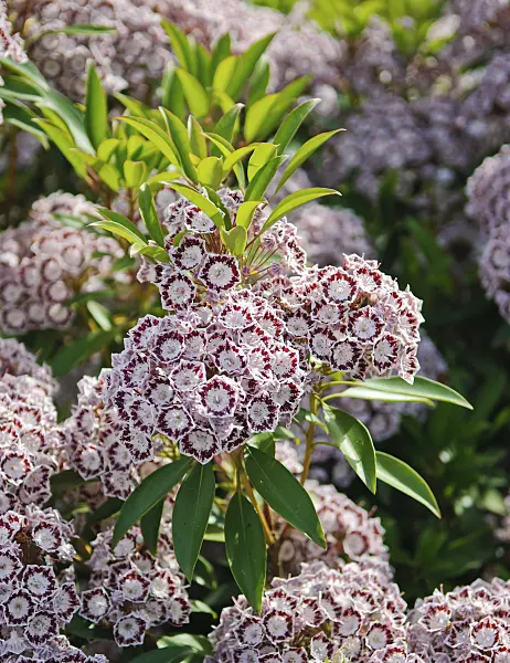 502236 - Mountain laurel (Kalmia latifolia 'Nani')
