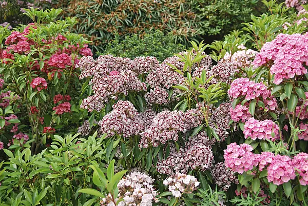 502237 - Mountain laurel (Kalmia latifolia 'Nani')