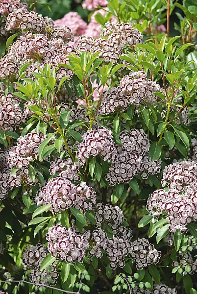 502238 - Mountain laurel (Kalmia latifolia 'Nani')