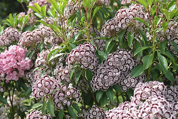 502239 - Mountain laurel (Kalmia latifolia 'Nani')