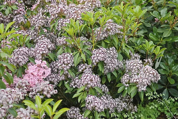 502240 - Mountain laurel (Kalmia latifolia 'Nani')