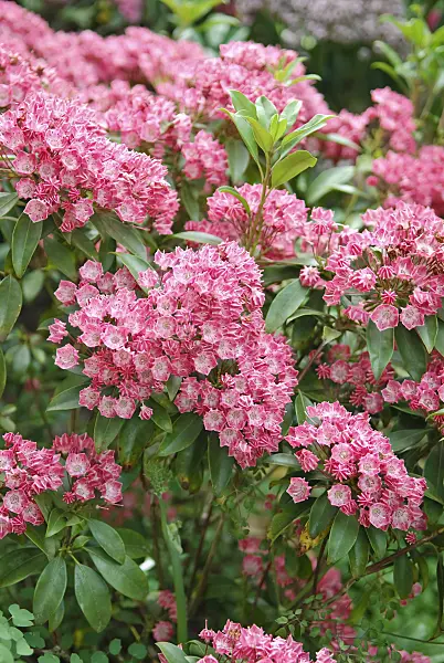 502241 - Mountain laurel (Kalmia latifolia 'Pinkobello')