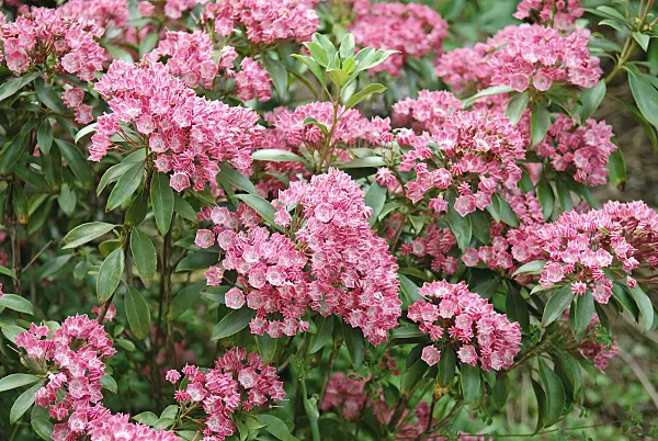 502242 - Mountain laurel (Kalmia latifolia 'Pinkobello')