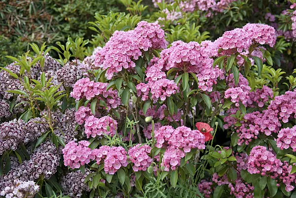 502243 - Mountain laurel (Kalmia latifolia 'Rosenquarz')