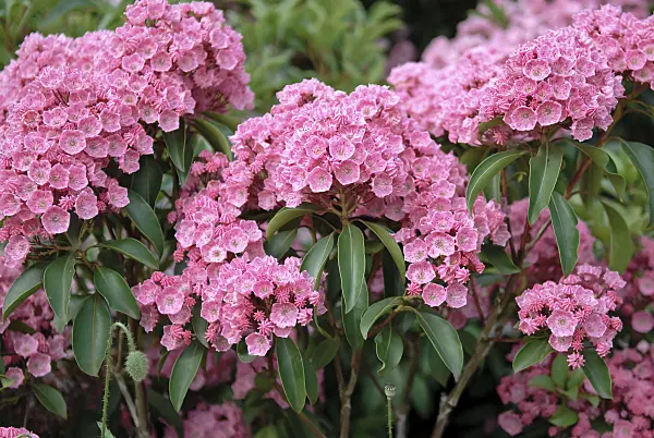 502244 - Mountain laurel (Kalmia latifolia 'Rosenquarz')