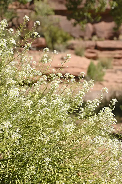 508313 - Mountain pepperweed (Lepidium montanum)