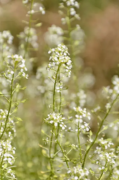 508314 - Mountain pepperweed (Lepidium montanum)