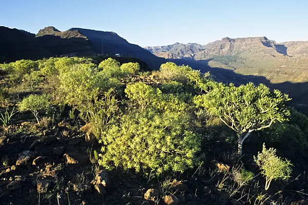 397112 - Mountain scenery near Los Palmitos, Pilancones Nature Reserve, Gran Canaria, Spain