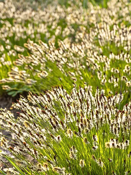 424131 - Mountain sedge (Carex montana)