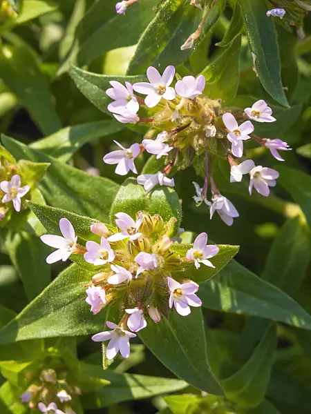 425036 - Mountain trumpet (Collomia grandiflora)