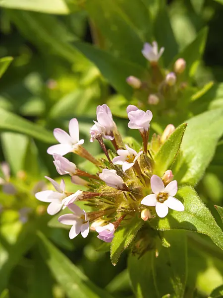 425037 - Mountain trumpet (Collomia grandiflora)
