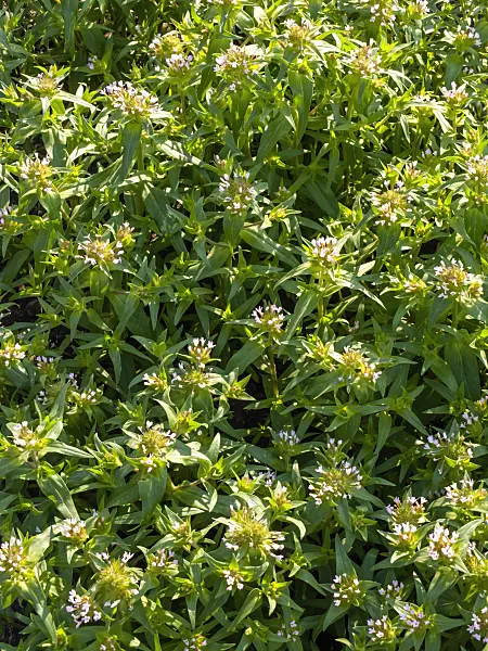 425038 - Mountain trumpet (Collomia grandiflora)