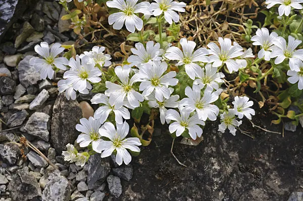 472121 - Mouse-ear chickweed (Cerastium carintiacum)