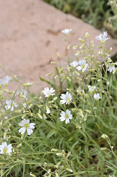 508257 - Mouse-ear chickweed (Cerastium strictum)