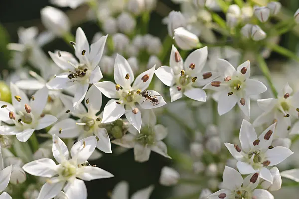 488006 - Mouse garlic (Allium angulosum)