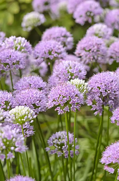 535080 - Mouse garlic (Allium angulosum)
