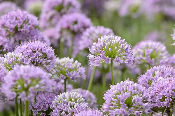 535081 - Mouse garlic (Allium angulosum)