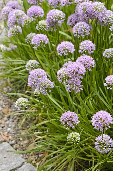 535082 - Mouse garlic (Allium angulosum)