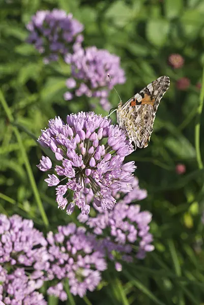 608118 - Mouse garlic (Allium angulosum) and painted lady (Vanessa cardui)