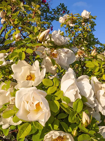 413043 - Moyesii rose (Rosa Nevada)