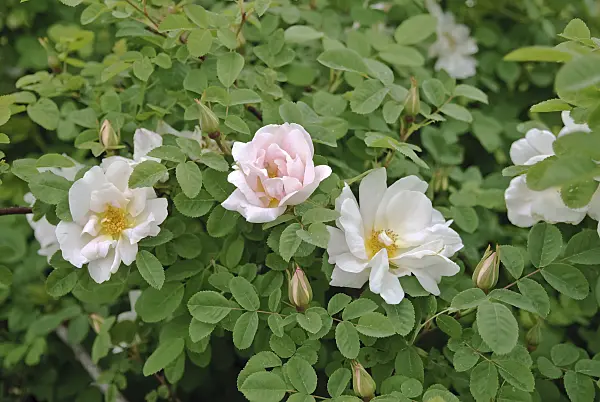 490161 - Moyesii rose (Rosa Nevada)