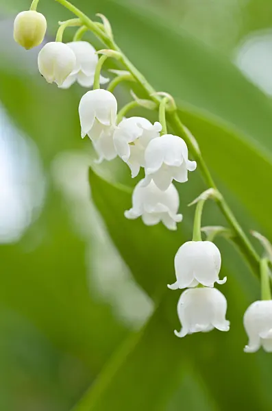 496161 - Muguet de mai (Convallaria majalis)