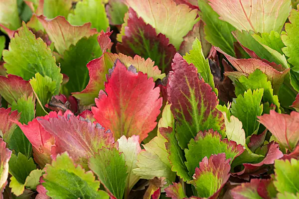 675263 - Mukdenia rossii 'Nova Flame' syn. Aceriphyllum rossii