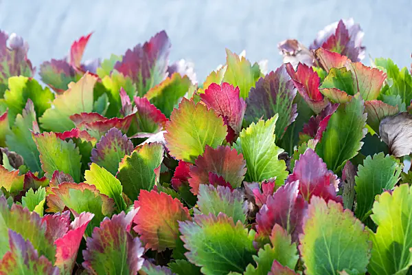 675264 - Mukdénie (Mukdenia rossii 'Nova Flame' syn. Aceriphyllum rossii)