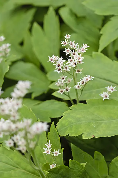 520127 - Mukdénie (Mukdenia rossii syn. Aceriphyllum rossii)