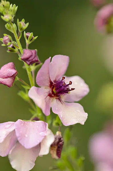 521448 - Mullein (Verbascum Southern Charm)