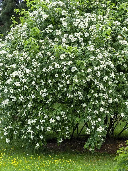 461041 - Multiflora rose (Rosa moschata x multiflora)