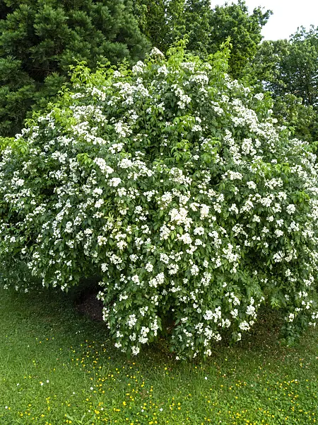 461068 - Multiflora rose (Rosa moschata x multiflora)