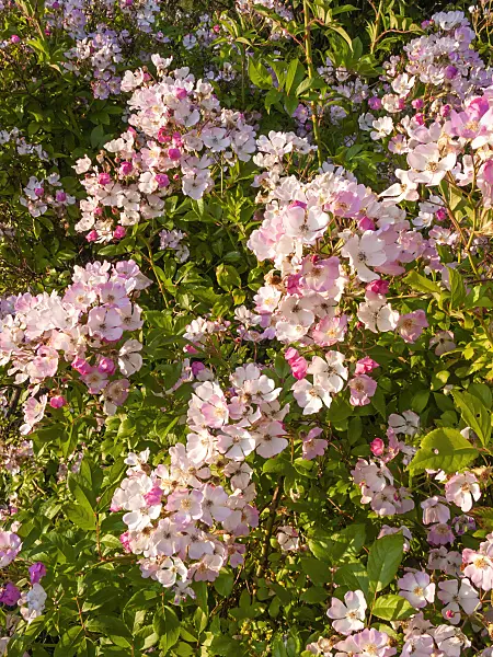 402060 - Multiflora rose (Rosa multiflora 'Cathayensis')