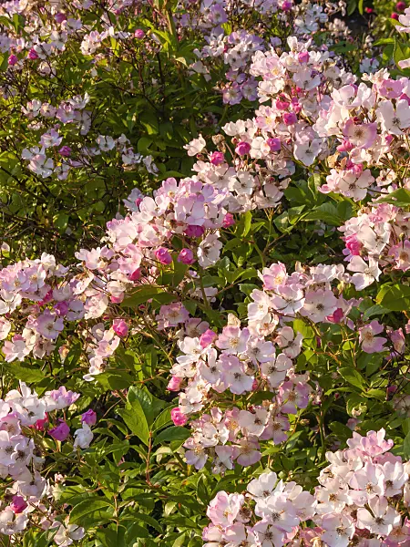 402061 - Multiflora rose (Rosa multiflora 'Cathayensis')
