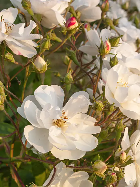 402040 - Multiflora rose (Rosa multiflora 'Plathyphylla')