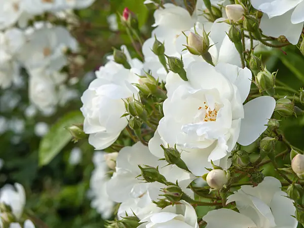 461036 - Multiflora rose (Rosa multiflora 'Plathyphylla')