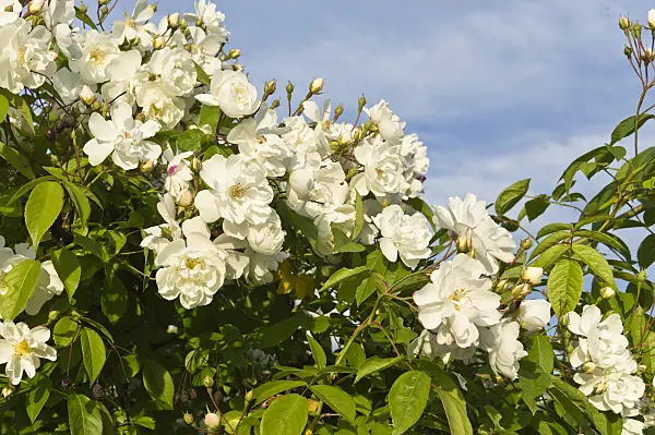 509068 - Multiflora rose (Rosa multiflora 'Plathyphylla')