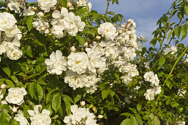 509069 - Multiflora rose (Rosa multiflora 'Plathyphylla')