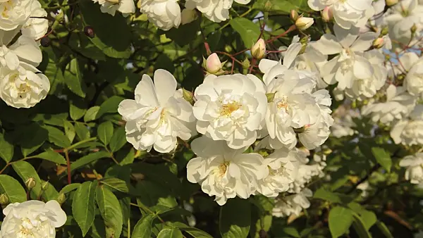 509076 - Multiflora rose (Rosa multiflora 'Plathyphylla')