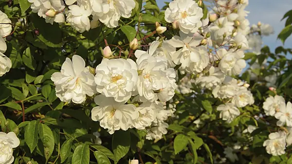 509077 - Multiflora rose (Rosa multiflora 'Plathyphylla')