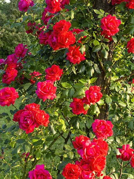 438264 - Multiflora rose (Rosa Paul's Scarlet Climber)